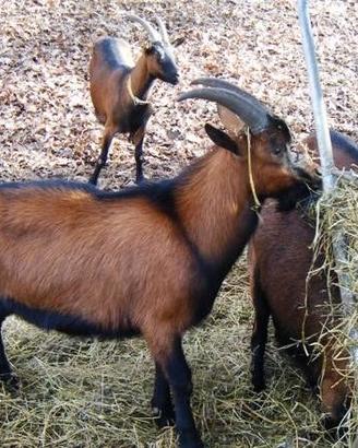 Giovani capre camosciate di razza