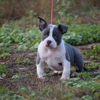 American bully pocket