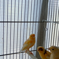 Canarini gialli maschi