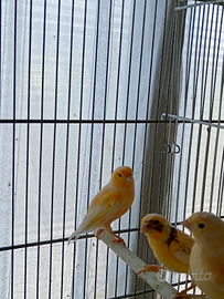 Canarini gialli maschi