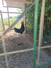 Gallo e gallina pura razza Ancona