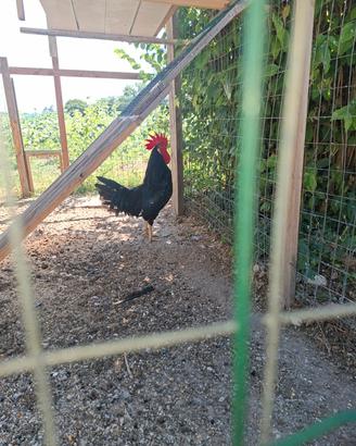Gallo e gallina pura razza Ancona