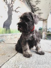 Cucciole Schnauzer nane p/s