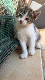 Gattine 2 mesi bellissime e dolcissime