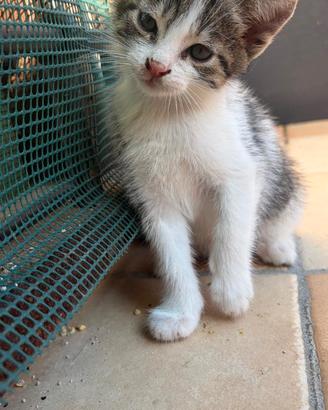 Gattine 2 mesi bellissime e dolcissime