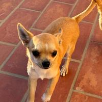 Maschietto Chihuahua