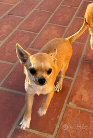 Maschietto Chihuahua