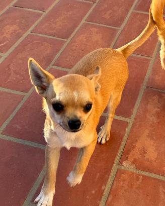 Maschietto Chihuahua