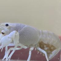 Gamberetti procambarus Alleni