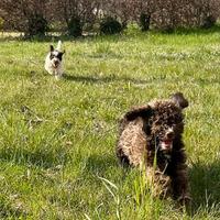 Cuccioli Lagotto Romagnolo