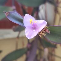 piante piccole 3 10 euro