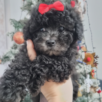 Barboncina toy silver