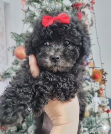 Barboncina toy silver