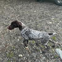 Vendita cucciola di bracco tedesco/Kurzhaar