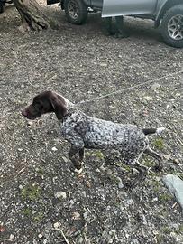 Vendita cucciola di bracco tedesco/Kurzhaar