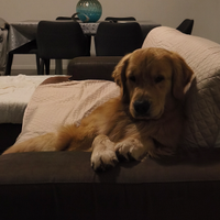 Golden retriever 100% Americano