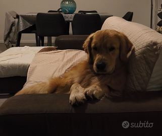 Golden retriever 100% Americano