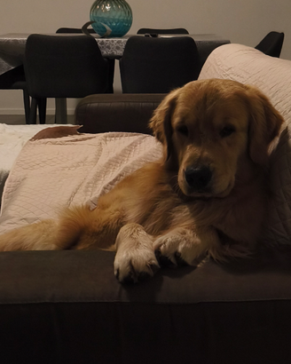 Golden retriever 100% Americano