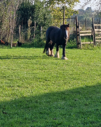 Cavallo