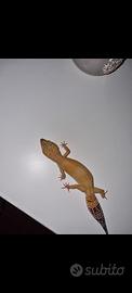 Geco Leopardino