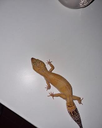 Geco Leopardino