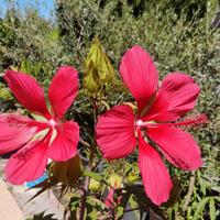 3 bustine di semi dell' Hibiscus di 3 tipi