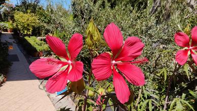 3 bustine di semi dell' Hibiscus di 3 tipi
