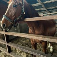 Castrone ex trottatore francese