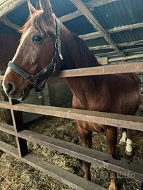 Castrone ex trottatore francese