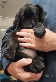 Cuccioli Labrador