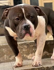 American bully