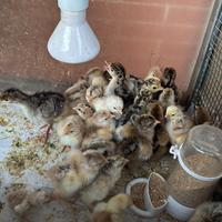 Pulcini Bramha perniciato oro