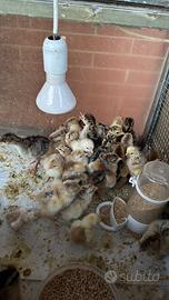 Pulcini Bramha perniciato oro