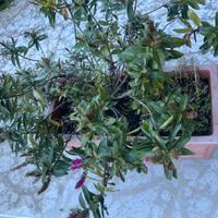 Grande vaso plastica con pianta