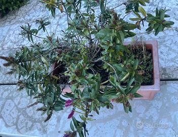 Grande vaso plastica con pianta