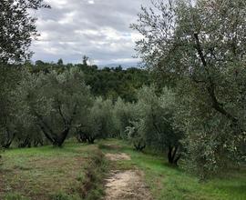 Oliveto in produzione