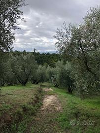 Oliveto in produzione