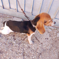 Cucciolo Beagle Elizabeth maschio