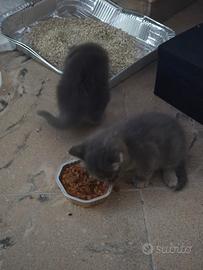 Adozione gattini