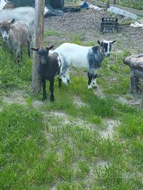Caprette tibetane