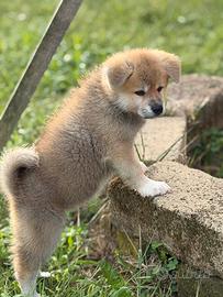 Cucciole Akita inu