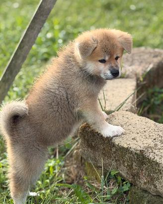 Cucciole Akita inu