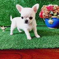 Chihuahua con pedigree encii