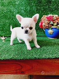 Chihuahua con pedigree encii