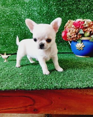 Chihuahua con pedigree encii