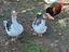 Immagine 5