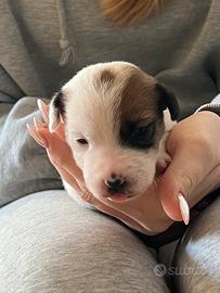 Cuccioli jack russell Terrier