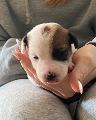 Cuccioli jack russell Terrier