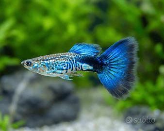 Guppy