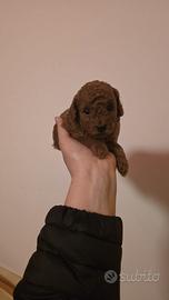 Barboncini mamma nanetta papa toy